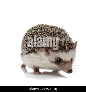 little african hedgehog with black fur walking ahead happy on white studio background Stock Photo