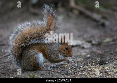 Close up of a grey squirrel eating birdseed in Burbage Common & Woods, Leicestershire, England Stock Photo