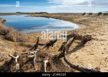 A dead tree at a saline lagoon at Benacre, Suffolk, England. Stock Photo