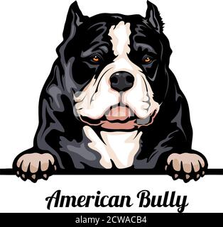 Head American Bully - dog breed. Color image of a dogs head isolated on a white background Stock Vector