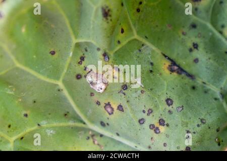 Fungal pathogen on cabbage Alternaria leaf spot. Alternaria brassicicola Stock Photo