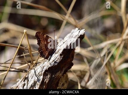 Isolated small butterfly of the species Scarce tortoiseshell (Nymphalis xanthomelas) photographed with a macro lens as it warms in the sun over a piec Stock Photo