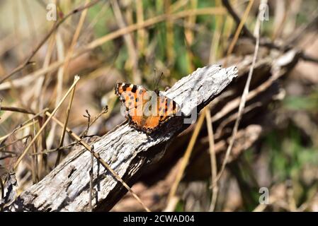 Isolated small butterfly of the species Scarce tortoiseshell (Nymphalis xanthomelas) photographed with a macro lens as it warms in the sun over a piec Stock Photo