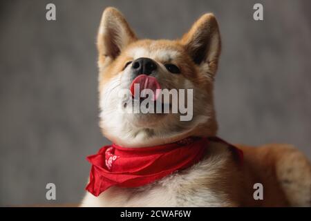 close up of a cute Akita Inu dog wearing red bandana and licking nose on gray studio background Stock Photo