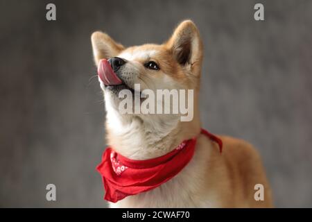 beautiful Akita Inu dog wearing red bandana standing and licking nose on gray studio background Stock Photo