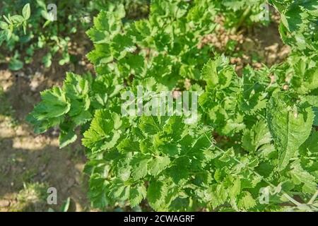 close-up of growing celery (leaf vegetable) in the vegetable garden, top view Stock Photo