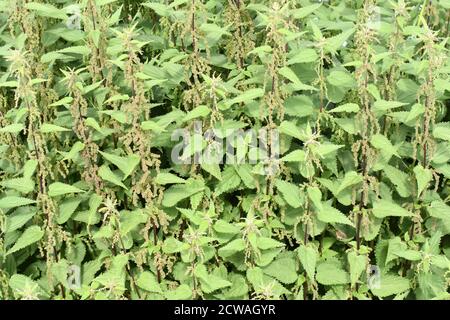 Big field of stinging nettles Urtica dioica in nature Stock Photo