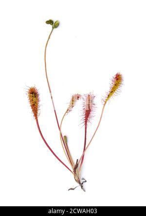 Great sundew Drosera anglica on white background