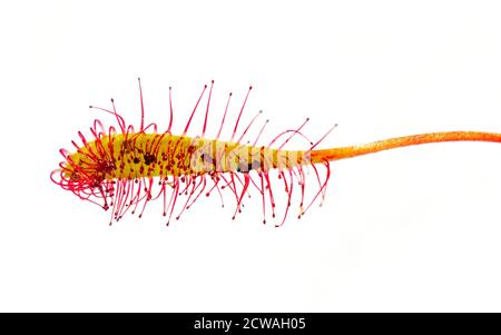The sticky trap of a Great sundew carnivorous plant isolated on white background