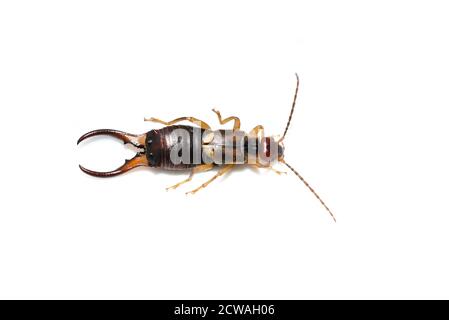 The common earwig European earwig Forficula auricularia isolated on white background Stock Photo