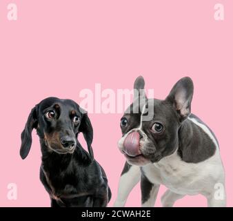 team of teckel dachshund and french bulldog licking nose on pink background