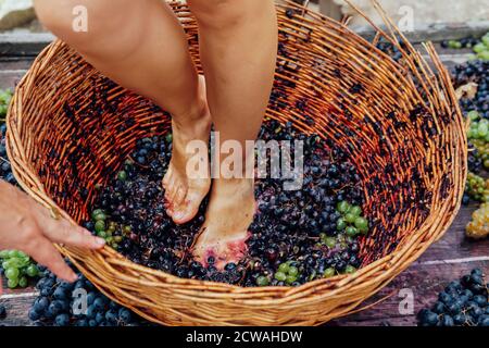 Doing wine ritual,Female feet crushing ripe grapes in a bucket to make wine after harvesting grapes Stock Photo