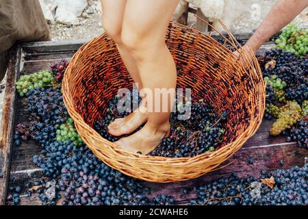 Doing wine ritual,Female feet crushing ripe grapes in a bucket to make wine after harvesting grapes Stock Photo