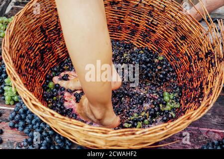 Doing wine ritual,Female feet crushing ripe grapes in a bucket to make wine after harvesting grapes Stock Photo