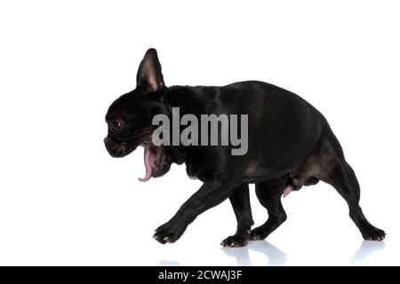 Side view of a yawning French Bulldog puppy stepping on white studio background Stock Photo