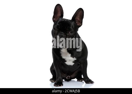 Angry French Bulldog puppy looking forward and being tough, sitting on white studio background Stock Photo