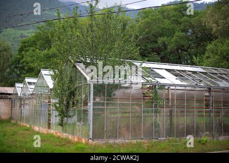 an old abandoned greenhouse with the remnants of glazing and trees sprouted inside Stock Photo