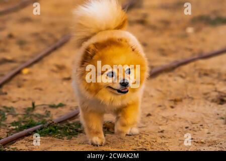 A Pomeranian pedigree dog on the beach at sunset The Pomeranian (often known as a Pom) is a breed of dog of the Spitz type, named for the Pomerania re Stock Photo