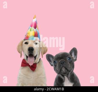 little labrador retriever wearing birthday hat and red bow tie and ...