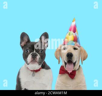 Dutiful French Bulldog wearing collar, looking forward and yawning Labrador Retriever wearing bowtie and party hat on blue background Stock Photo