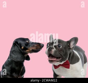 team of teckel dachshund and french bulldog on pink background
