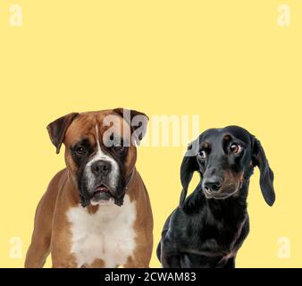 cute boxer dog standing next to a teckel dog looking aside happy on yellow background Stock Photo