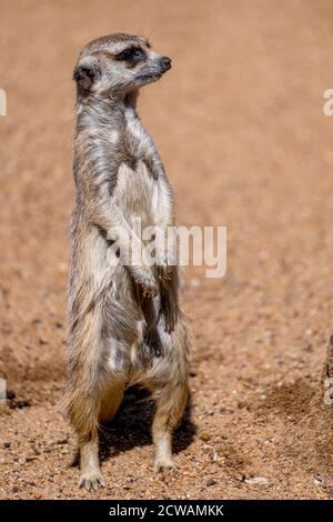 A meerkat (Suricata suricatta) stands on guard, watchful for any predators Stock Photo