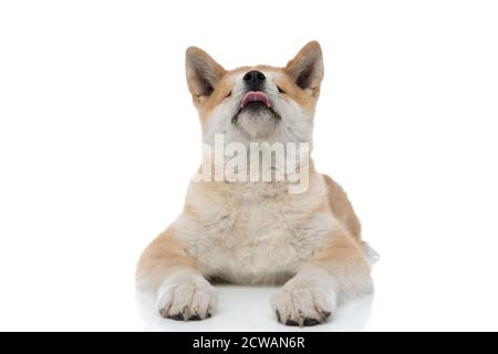 Cute Akita Inu sticking out its tongue and looking up while laying down on white studio background Stock Photo