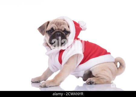 side view of cute pug wearing christmas costume isolated on white background Stock Photo
