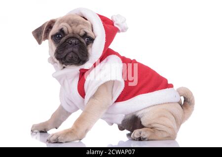 side view of cute pug wearing christmas costume and looking to side on white background Stock Photo