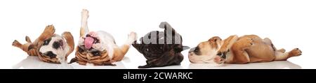 Four clumsy Bulldogs panting and rolling on their back on white studio background Stock Photo