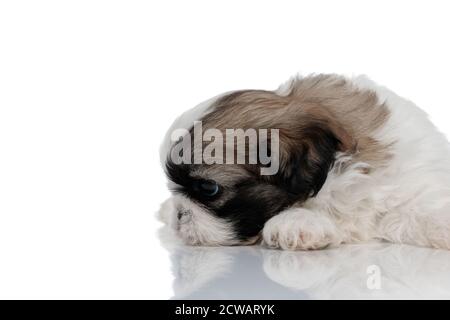 Thoughtful Shih Tzu cub looking away while laying down on white studio background Stock Photo