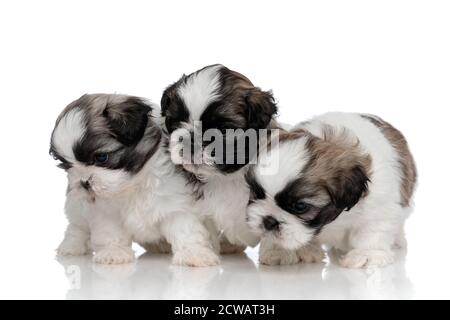 Focused Shih Tzu cubs looking for something while standing on white studio background Stock Photo