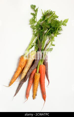 Bunch of fresh home grown rainbow carrots on white background. UK Stock Photo