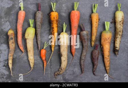 Fresh, trimmed, home grown rainbow carrots on slate background