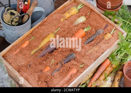 Storing rainbow carrots in wooden box of damp sand - top layer of sand omitted to display veg. Stock Photo