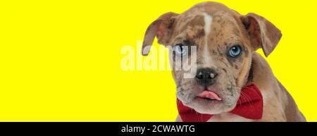 elegant little american bully puppy dog sticking out its tongue on yellow background Stock Photo