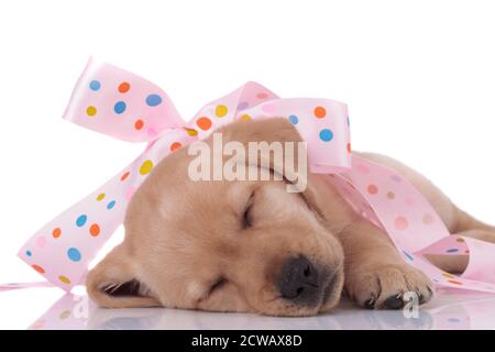 adorable labrador retriever sleeping and wearing pink polka dots bow isolated on white background Stock Photo