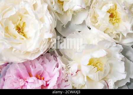 Close up of pink and white peonies flowers. Flat lay. Floral background. Stock Photo