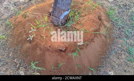 All black ants working together. Insect life concept. Stock Photo