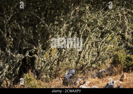 Leafy foliose lichen living on trunk of tree, Andalusia, Spain. Stock Photo