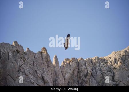 Griffon vulture in flight overflying limestone rocks, Ronda, Spain. Stock Photo