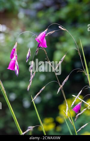Close-up of Angels Fishing Rod Flowers ( Dierama pulcherrimum ) growing in  a British Garden Stock Photo - Alamy