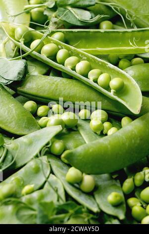 Heap of young sweet organic green pea in pods with sprouts over grey background. Close up Stock Photo