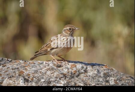 Woodlark or wood lark (Lullula arborea) perched on a rock, in spanish nature reserve. Spain. Stock Photo