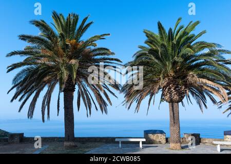 Palm trees in Corsica with a beautiful view above the sea Stock Photo
