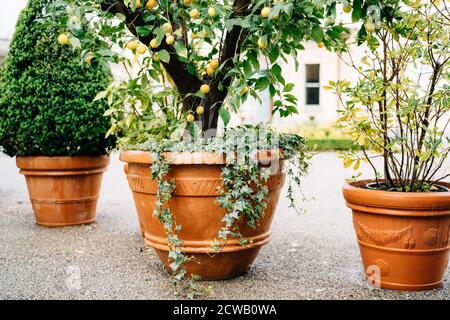 Large outdoor brown flower pots with decorative lemon and boxwood on the asphalt outside the house. Stock Photo