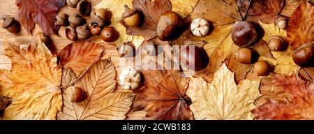 Autumn fall seasonal composition with yellow maple leaves, rowan berries, chestnuts and decorative pumpkins over wooden texture background. Flat lay, Stock Photo