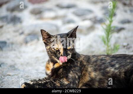 Closeup of a gold and black cat with yellow eyes licking its lips lying on a stone floor