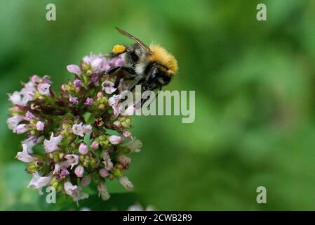 The bee collects pollen for honey from the Oregano plant. selective focus Stock Photo